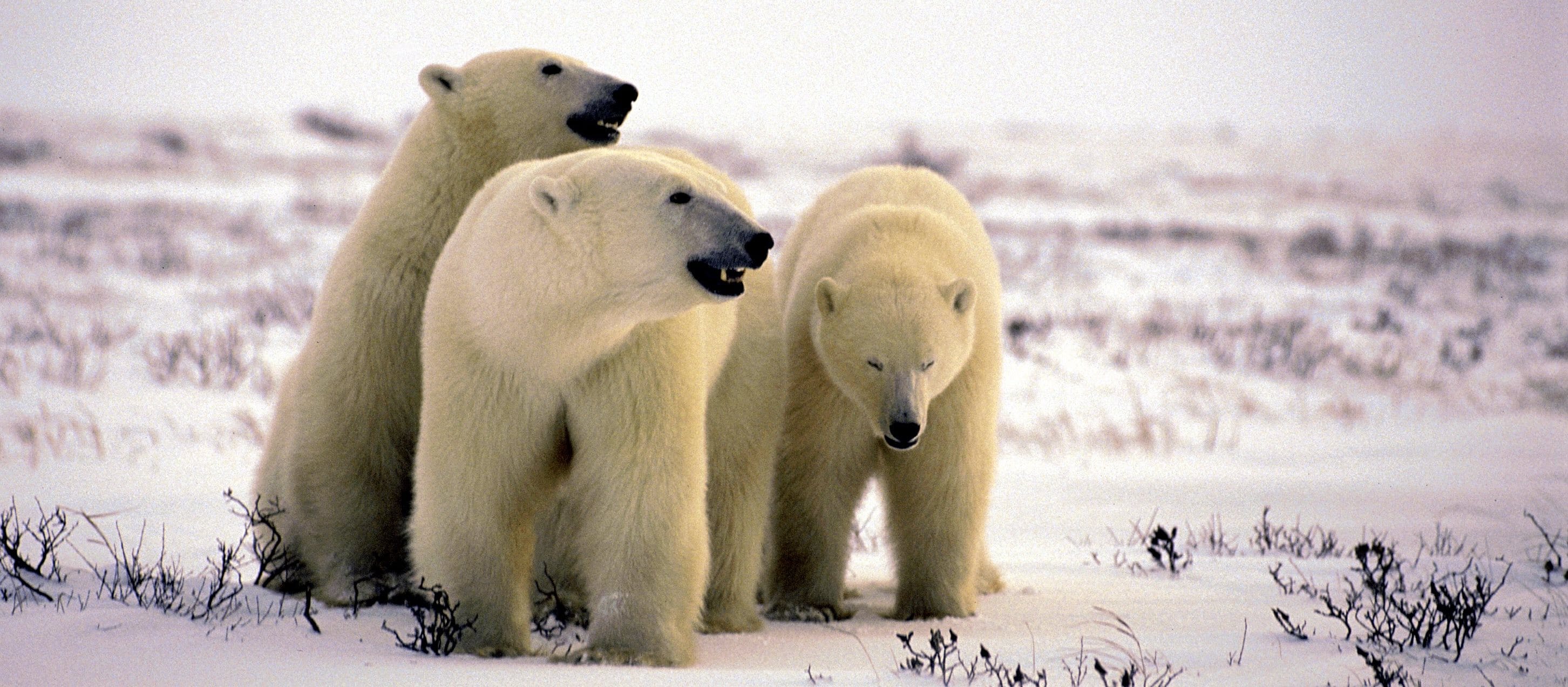The State of Ontario’s Biodiversity